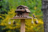 Vogelhaus: Unterschiede, Auswahl & Wissenswertes